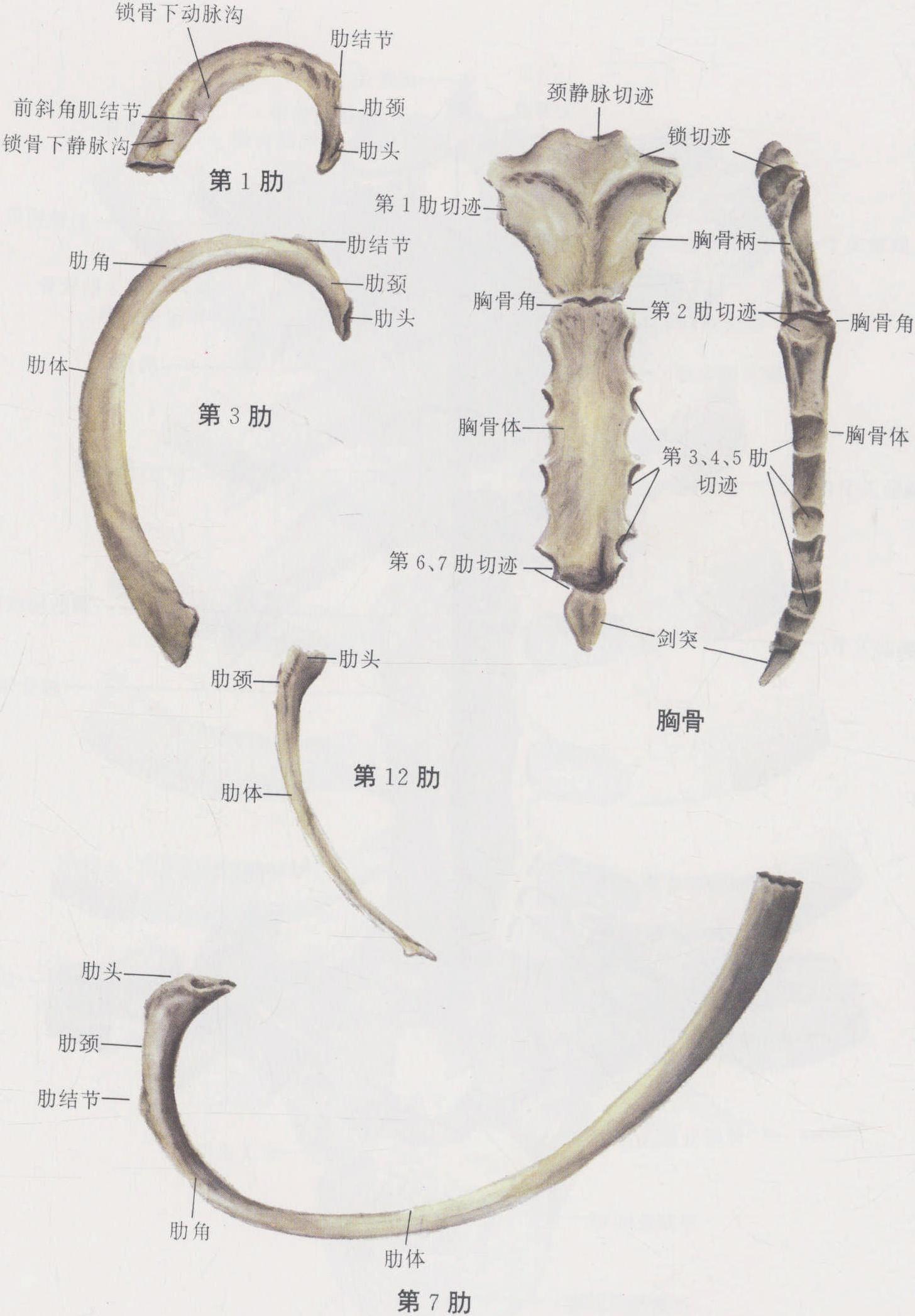 图2-30 胸骨和肋骨